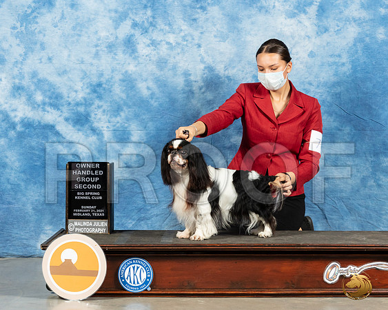 English Toy Spaniel #9 Sun OH2 Judge Dr Steve Keating_MMJ_1496_Mdlnd21_HR3