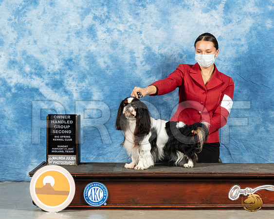 English Toy Spaniel #9 Sun OH2 Judge Dr Steve Keating_MMJ_1503_Mdlnd21_HR3