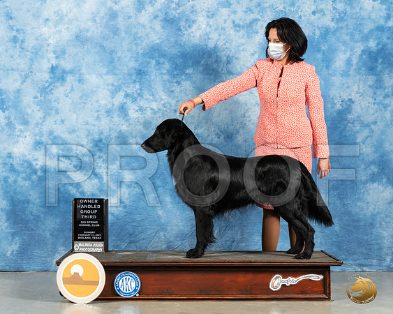Flat Coat #7 Sun OHG3 Judge Dr Steve Keating_MMJ_1527_Mdlnd21_HR3