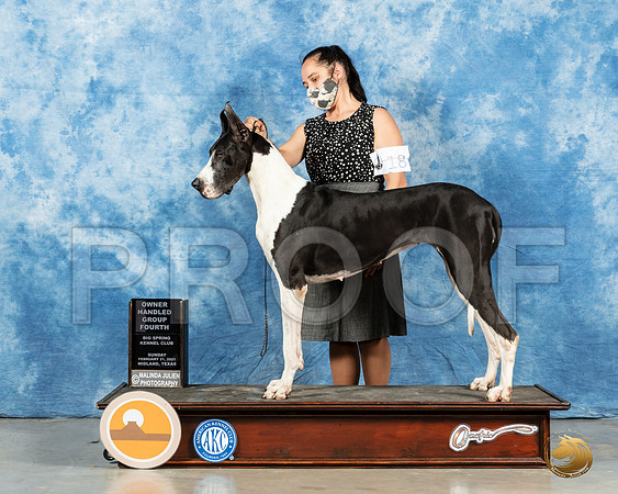 Great Dane #18 Sun OHG4 Judge Kimberly Meredith_MMJ_1565_Mdlnd21_HR3