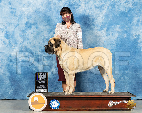 Mastiff #8 Sun RESHOOT_MMJ_1595_Mdlnd21_HR3