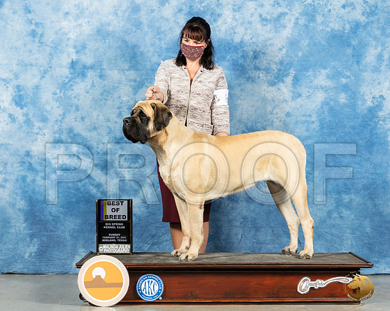 Mastiff #8 Sun RESHOOT_MMJ_1598_Mdlnd21_HR3