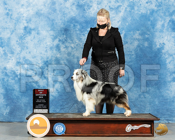 Miniature American Shepherd #? Sun BOS Judge Judith Brown_MMJ_1614_Mdlnd21_HR3