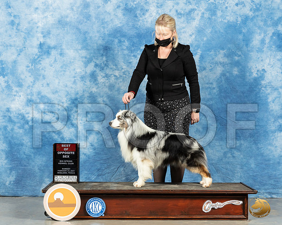 Miniature American Shepherd #? Sun BOS Judge Judith Brown_MMJ_1616_Mdlnd21_HR3