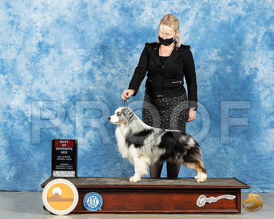 Miniature American Shepherd #? Sun BOS Judge Judith Brown_MMJ_1618_Mdlnd21_HR3