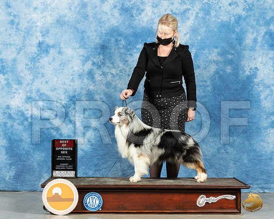 Miniature American Shepherd #? Sun BOS Judge Judith Brown_MMJ_1620_Mdlnd21_HR3