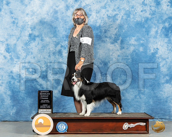 Miniature American Shepherd #5 Sun OHG3 Judge Dr Steve Keating_MMJ_1607_Mdlnd21_HR3