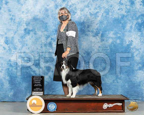 Miniature American Shepherd #5 Sun OHG3 Judge Dr Steve Keating_MMJ_1609_Mdlnd21_HR3