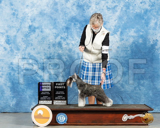 Miniature Schnauzer #16 Sun WB Judge Carolyn Herbel_MMJ_1485_Mdlnd21_HR3
