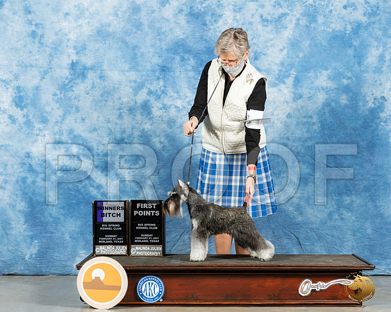 Miniature Schnauzer #16 Sun WB Judge Carolyn Herbel_MMJ_1488_Mdlnd21_HR3
