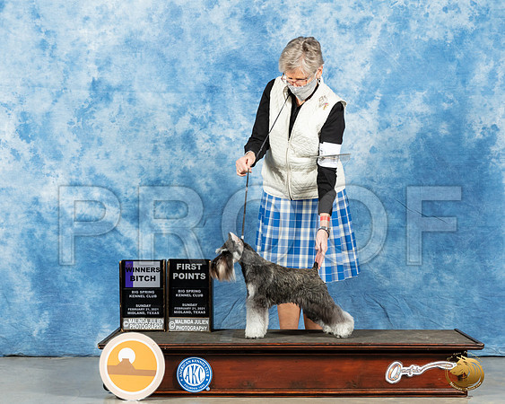 Miniature Schnauzer #16 Sun WB Judge Carolyn Herbel_MMJ_1489_Mdlnd21_HR3