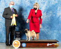 Pug #11 Sun G3 Judge John Booth