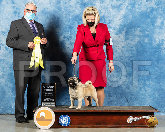 Pug #11 Sun G3 Judge John Booth_MMJ_1581_Mdlnd21_HR3