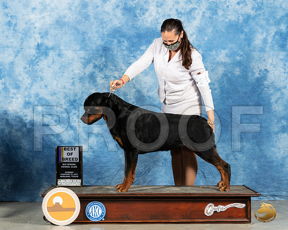 Rottweiler #21 Sun BOB Judge Charles Olvis_MMJ_1602_Mdlnd21_HR3