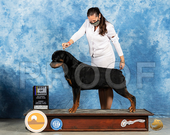 Rottweiler #21 Sun BOB Judge Charles Olvis_MMJ_1604_Mdlnd21_HR3