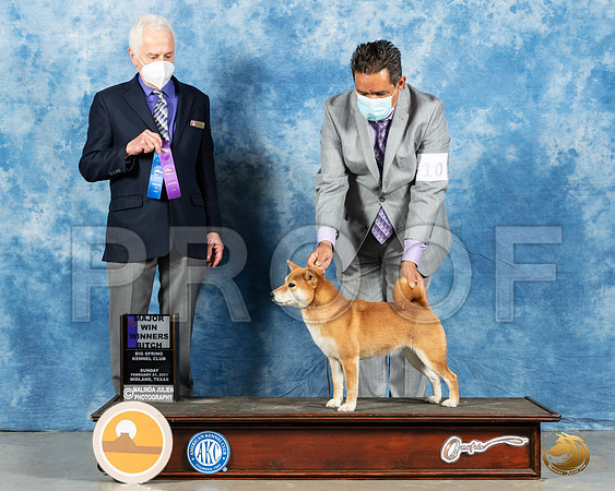 Shiba Inu #10 Sun WB Judge Ted Eubanks_MMJ_1530_Mdlnd21_HR3