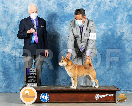 Shiba Inu #10 Sun WB Judge Ted Eubanks_MMJ_1531_Mdlnd21_HR3
