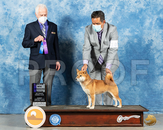 Shiba Inu #10 Sun WB Judge Ted Eubanks_MMJ_1532_Mdlnd21_HR3