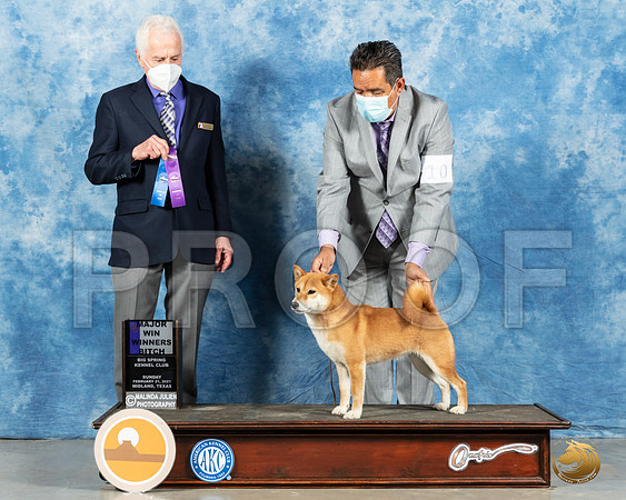 Shiba Inu #10 Sun WB Judge Ted Eubanks_MMJ_1533_Mdlnd21_HR3