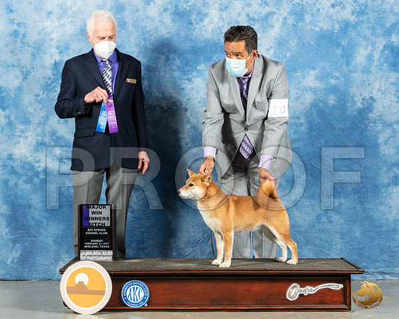 Shiba Inu #10 Sun WB Judge Ted Eubanks_MMJ_1534_Mdlnd21_HR3