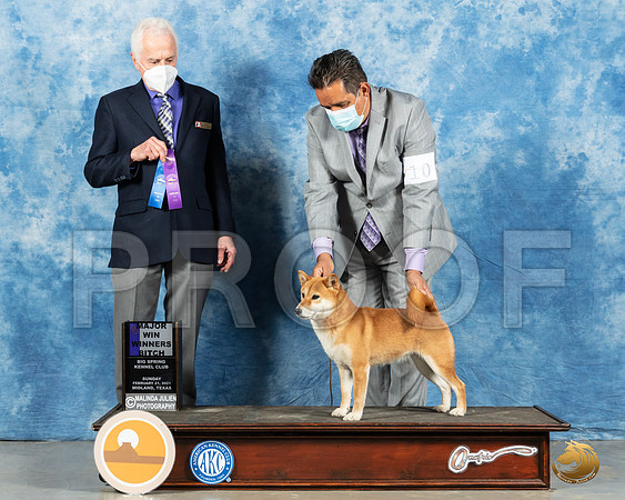 Shiba Inu #10 Sun WB Judge Ted Eubanks_MMJ_1535_Mdlnd21_HR3
