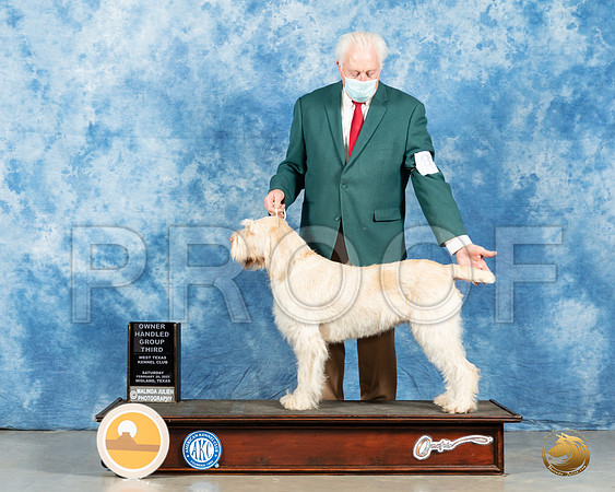 Spinone #8 Sat OHG3 Judge John Booth_MMJ_1518_Mdlnd21_HR3