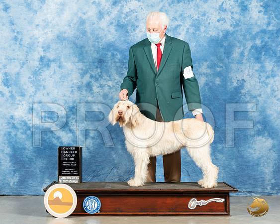Spinone #8 Sat OHG3 Judge John Booth_MMJ_1521_Mdlnd21_HR3