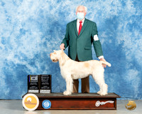 Spinone #8 Sun BOB Judge John Booth