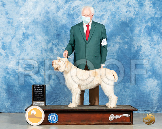 Spinone #8 Sun OHG2 Judge Dr Steve Keating_MMJ_1508_Mdlnd21_HR3