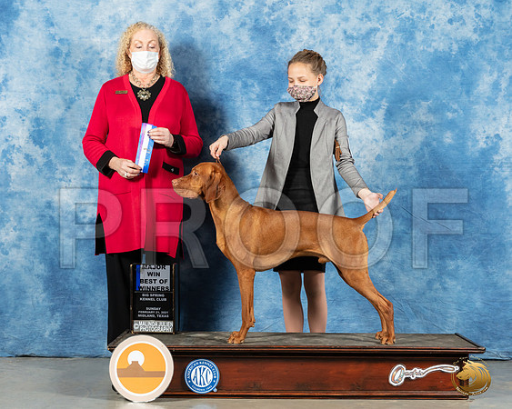 Vizsla #7 Sun BOW Judge Kimberly Meredith_MMJ_1584_Mdlnd21_HR3