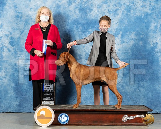 Vizsla #7 Sun BOW Judge Kimberly Meredith_MMJ_1590_Mdlnd21_HR3