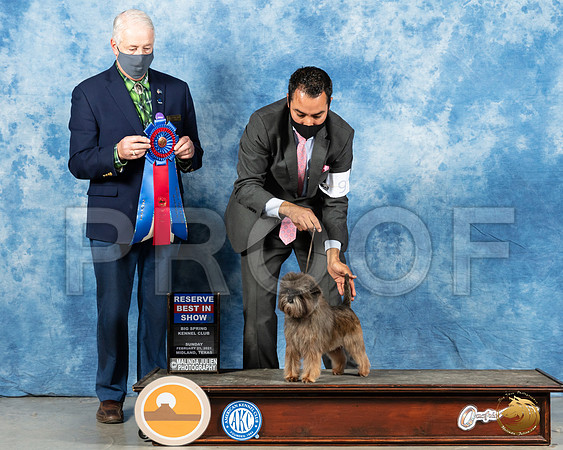 Affenpinscher #9 Sun RBIS Judge Dr Steve Keating_MMJ_1850_Mdlnd21_HR3