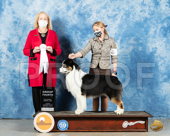 Australian Shepherd #5 Sun G4 Judge Kimberly Meredith_MMJ_1698_Mdlnd21_HR3