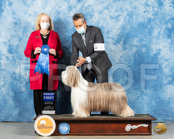 Bearded Collie #6 Sun G1 Judge Kimberly Meredith_MMJ_1691_Mdlnd21_HR3