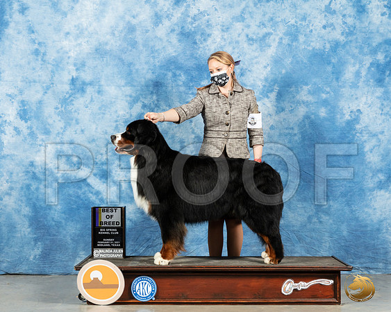 Bernese Mountain Dog #5 Sun BOB Judge Carolyn Herbel_MMJ_1720_Mdlnd21_HR3