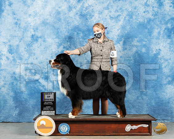 Bernese Mountain Dog #5 Sun BOB Judge Carolyn Herbel_MMJ_1721_Mdlnd21_HR3
