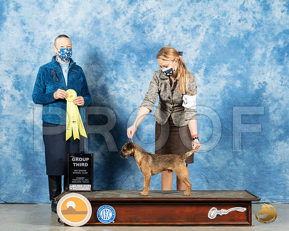 Border Terrier #7 Sun G3 Judge Carolyn Herbel_MMJ_1782_Mdlnd21_HR3