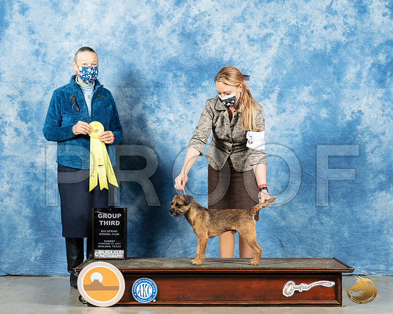Border Terrier #7 Sun G3 Judge Carolyn Herbel_MMJ_1784_Mdlnd21_HR3