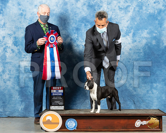 Boston Terrier #9 Sun BIS Judge Dr Steve Keating_MMJ_1857_Mdlnd21_HR3