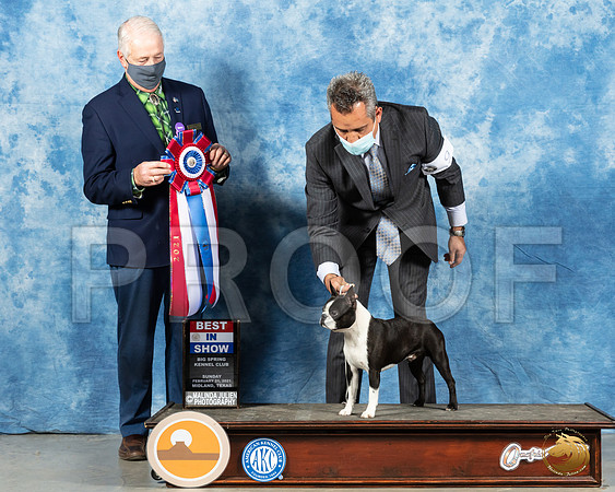 Boston Terrier #9 Sun BIS Judge Dr Steve Keating_MMJ_1859_Mdlnd21_HR3