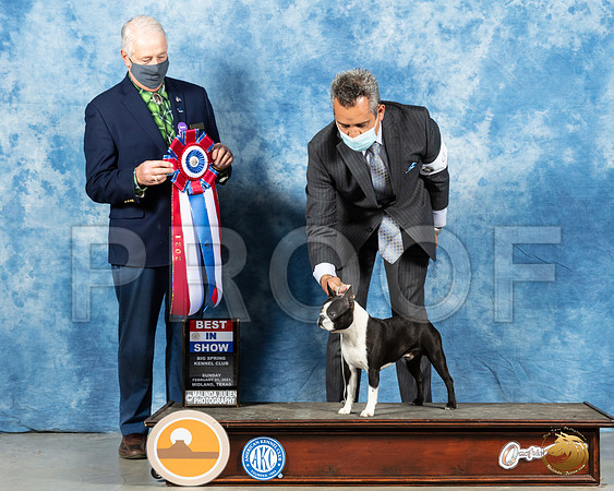 Boston Terrier #9 Sun BIS Judge Dr Steve Keating_MMJ_1862_Mdlnd21_HR3