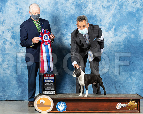 Boston Terrier #9 Sun BIS Judge Dr Steve Keating_MMJ_1863_Mdlnd21_HR3