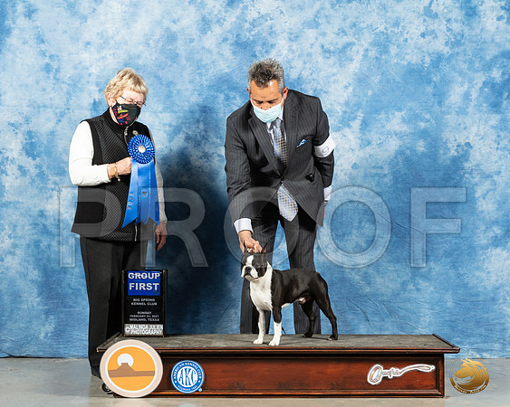 Boston Terrier #9 Sun G1 Judge Judith Brown_MMJ_1806_Mdlnd21_HR3