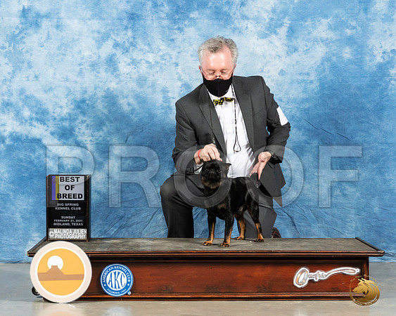 Brussels Griffon #9 Sun BOB X3_MMJ_1633_Mdlnd21_HR3