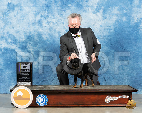 Brussels Griffon #9 Sun BOB X3_MMJ_1634_Mdlnd21_HR3