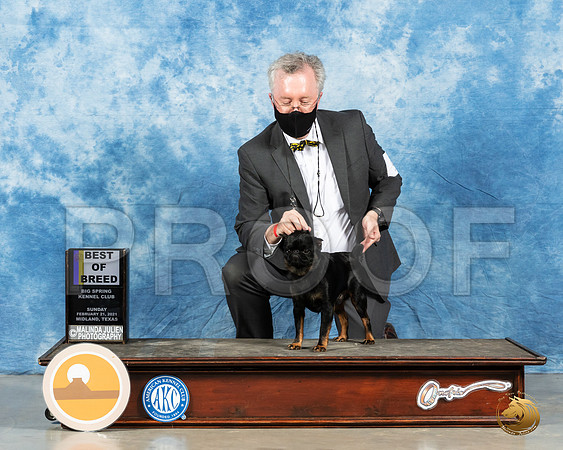 Brussels Griffon #9 Sun BOB X3_MMJ_1635_Mdlnd21_HR3