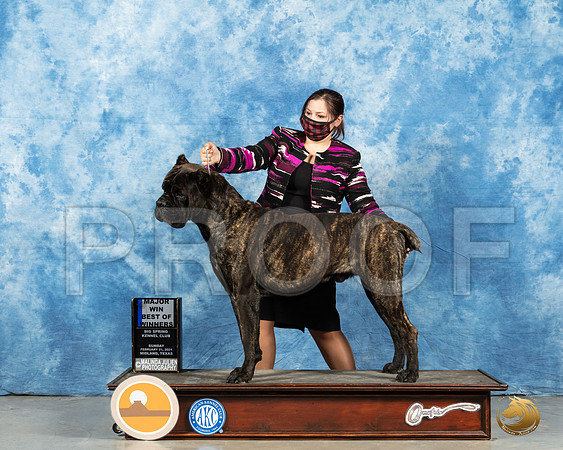 Cane Corso #23 Sun BOW Judge Harold Tatro_MMJ_1768_Mdlnd21_HR3