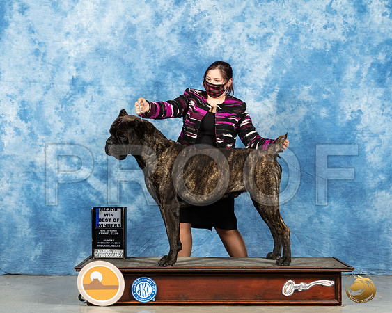 Cane Corso #23 Sun BOW Judge Harold Tatro_MMJ_1770_Mdlnd21_HR3