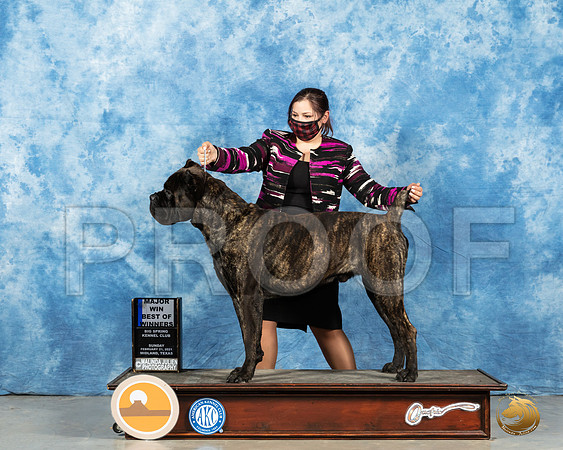 Cane Corso #23 Sun BOW Judge Harold Tatro_MMJ_1773_Mdlnd21_HR3