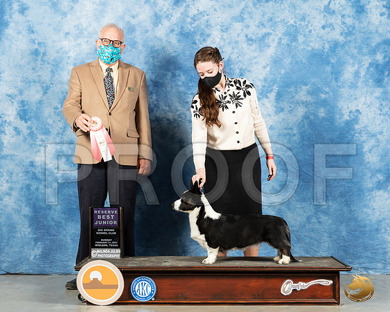 Cardigan Welsh Corgi #J618 Sun Dr Erik Liebes_MMJ_1761_Mdlnd21_HR3